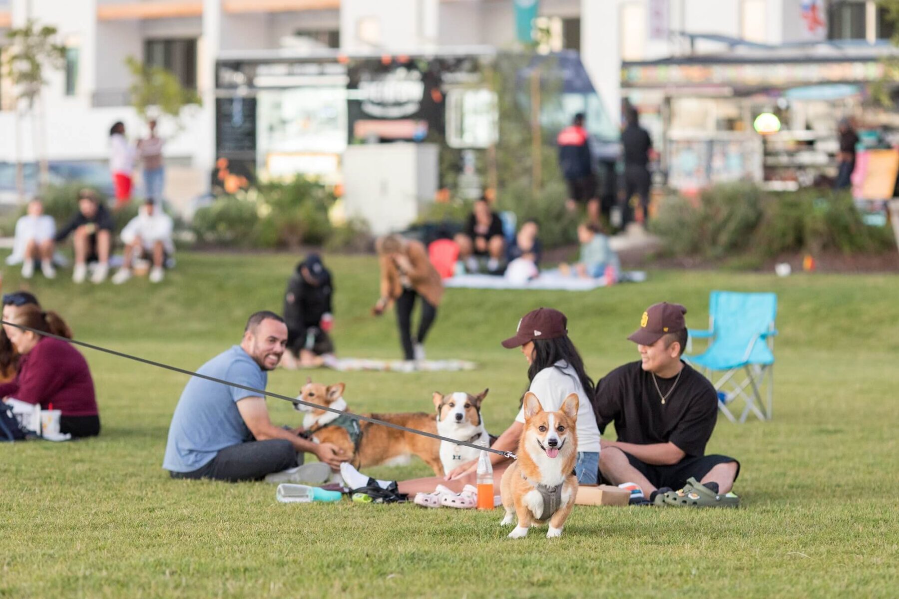 Group of people at park with their dogs